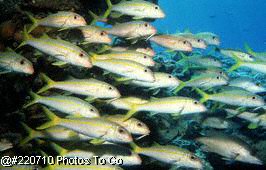 School of yellow goatfish